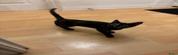 Sphynx cats for sale: Sphynx  cross female kitten 11wks  - Advert 1