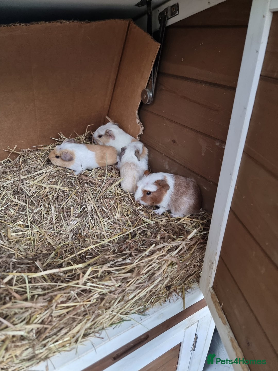 Guinea Pig rodents for sale: Rabbit/guineapig run/cage - Advert 8