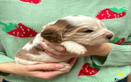 Cocker Spaniel dogs for sale: KC Show Cocker Spaniel Pups DNA health Simbawood  - Image 19