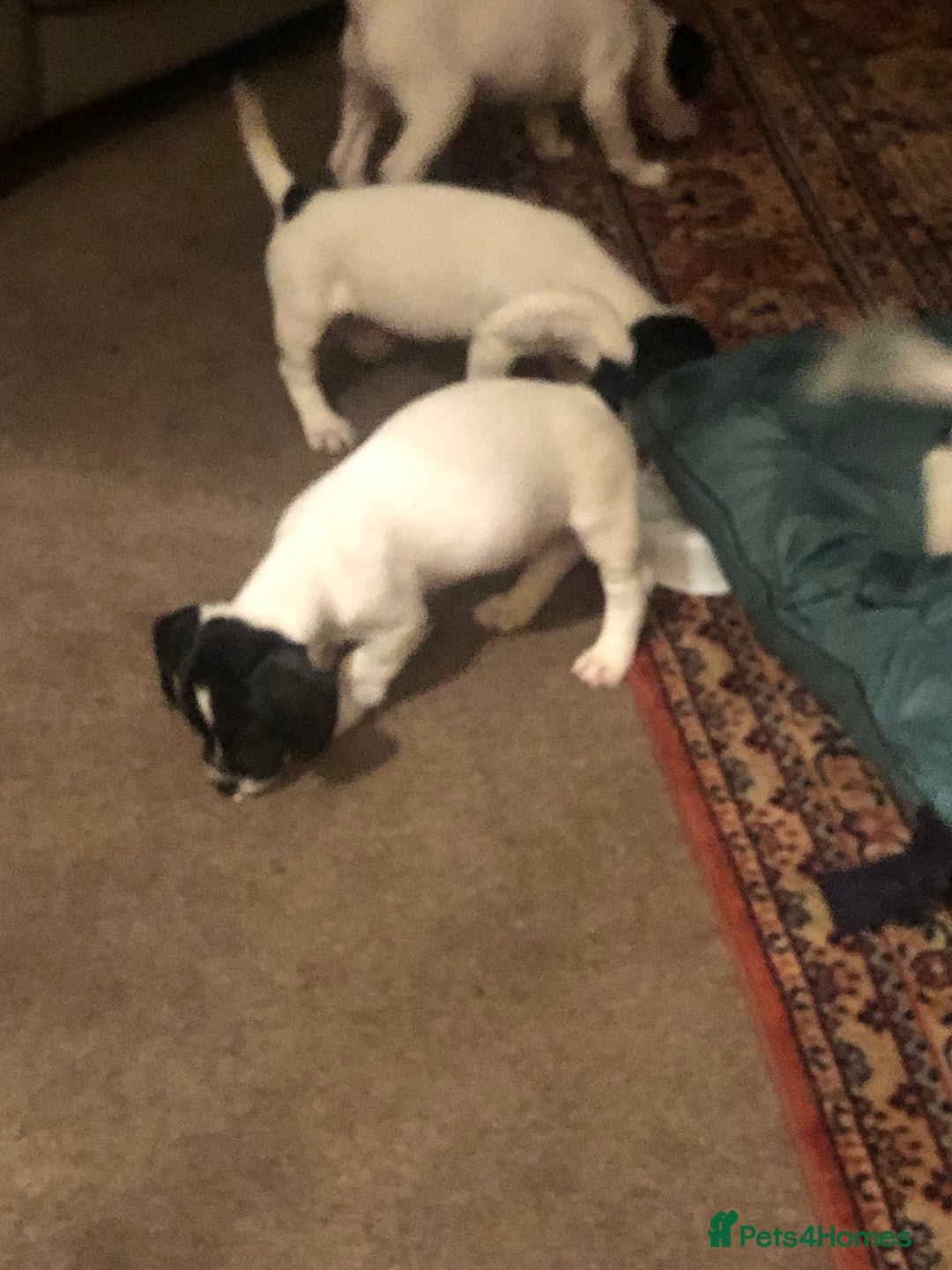 Jack Russell dogs for sale: Beautiful jack Russell puppies  - Advert 21