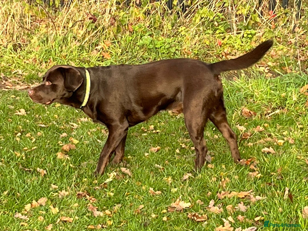 Labrador Retriever dogs for sale: Healthy Labrador Puppies Looking for Forever Homes - Advert 9