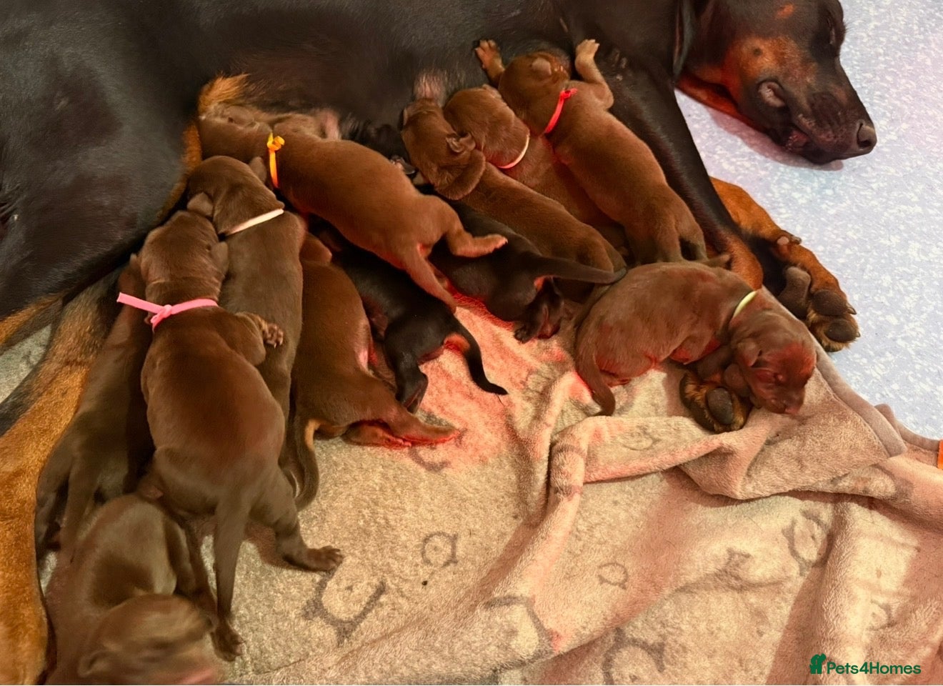 Dobermann dogs for sale: EuropeanDobermanPuppies - Advert 1