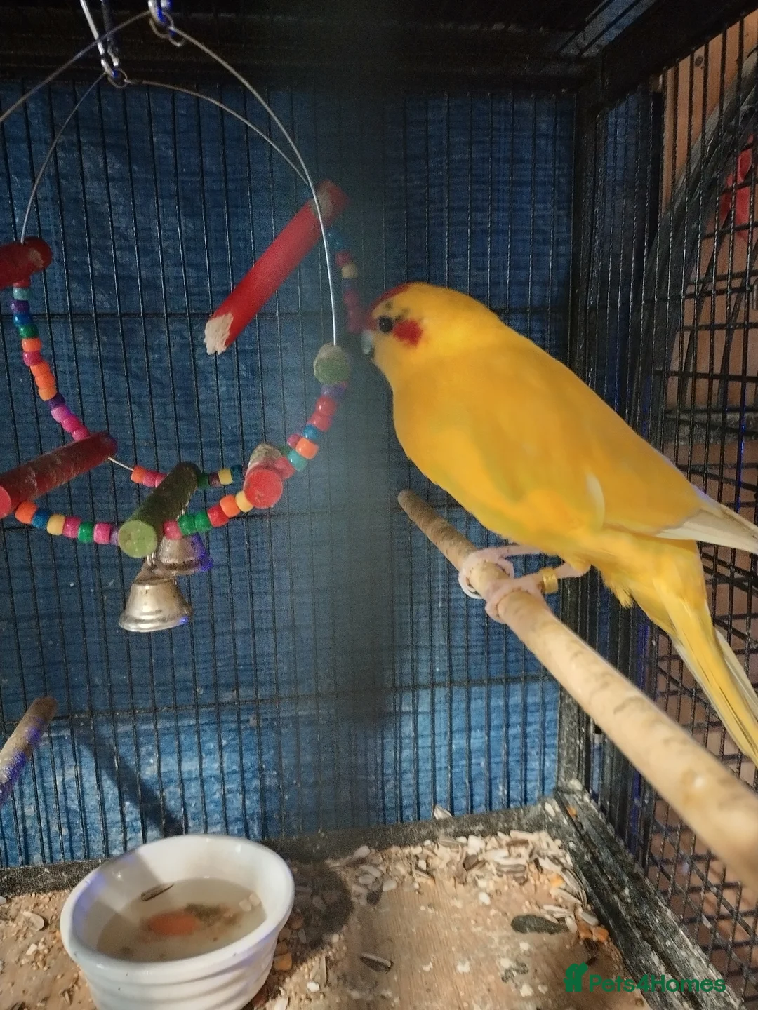 Parakeets birds for sale: For sale  - Advert 3