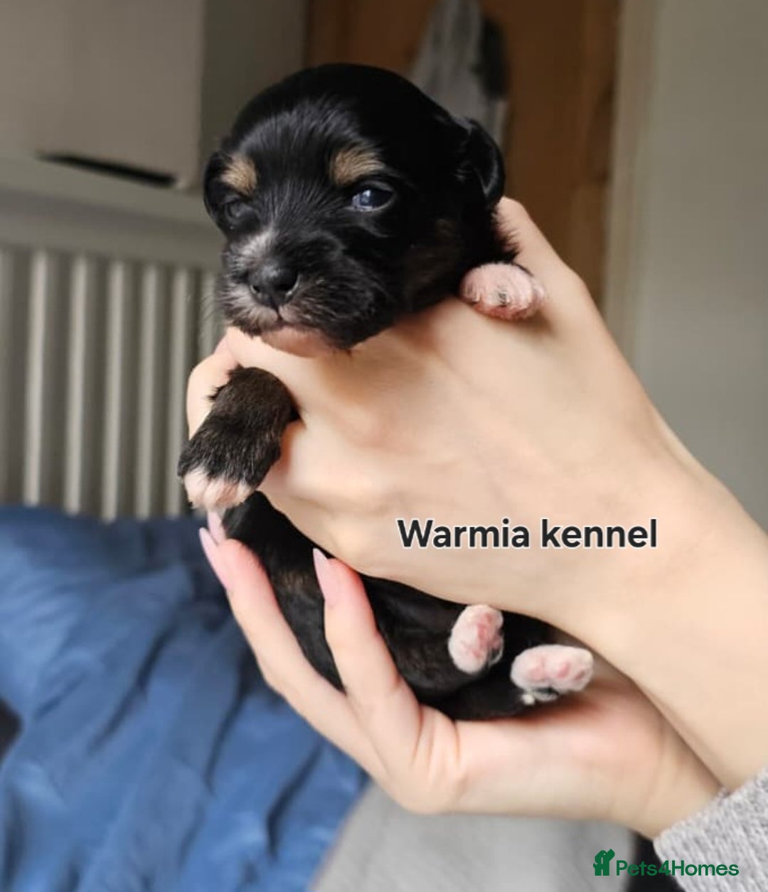 Chinese Crested dogs for sale: Boys £1300, girls £1600 - Image 2