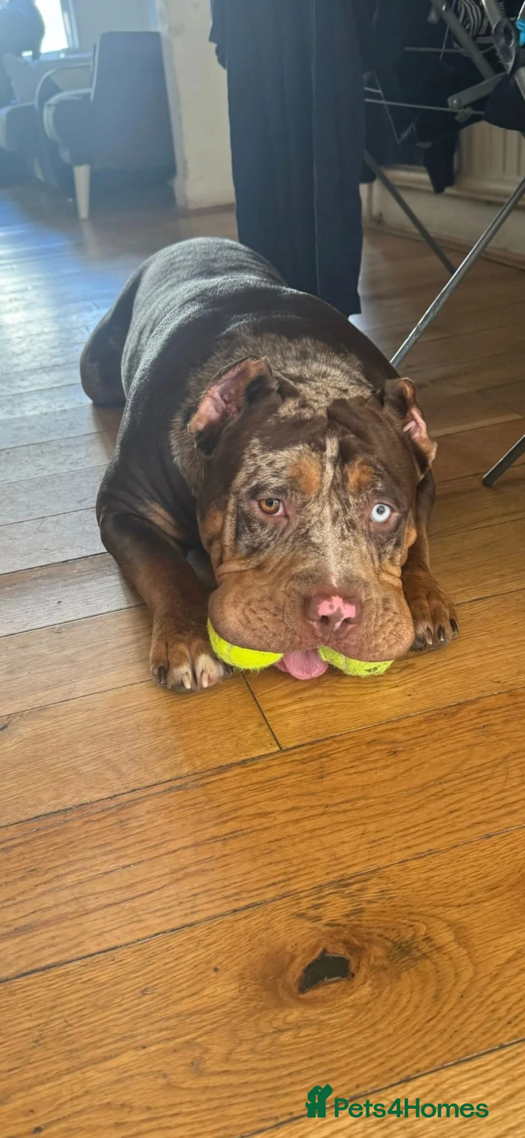 American Bully dogs for sale: 8 month old standard American bully. Female  - Advert 13