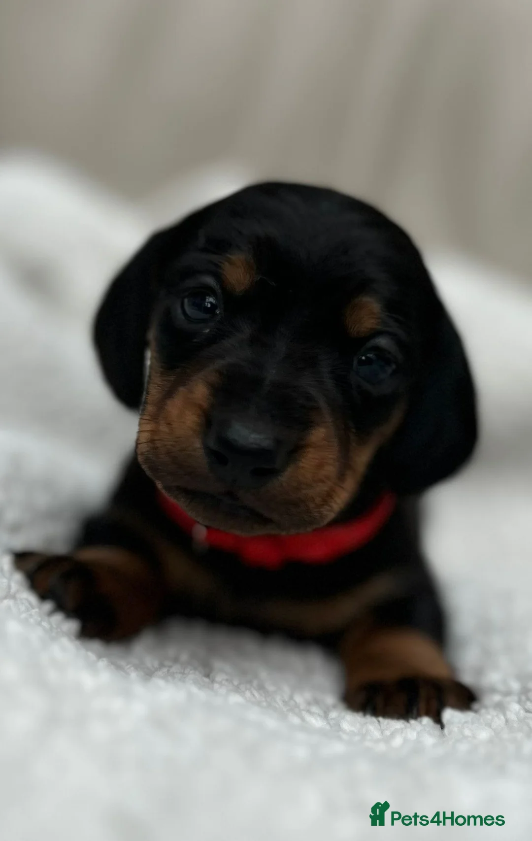 Miniature Dachshund dogs for sale: Miniature dachshund - Advert 3