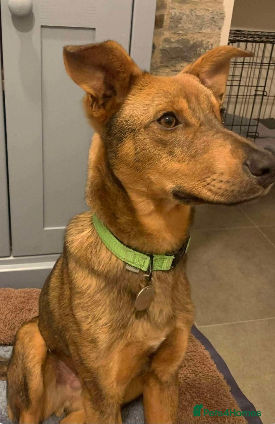 Mixed Breed dogs for adoption: Meet APOLLO - Advert 1