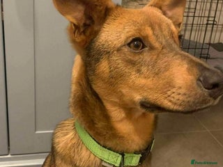 Mixed Breed dogs Meet APOLLO - Advert 2