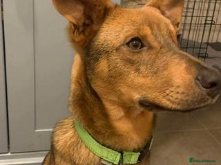 Mixed Breed dogs Meet APOLLO - Advert 9