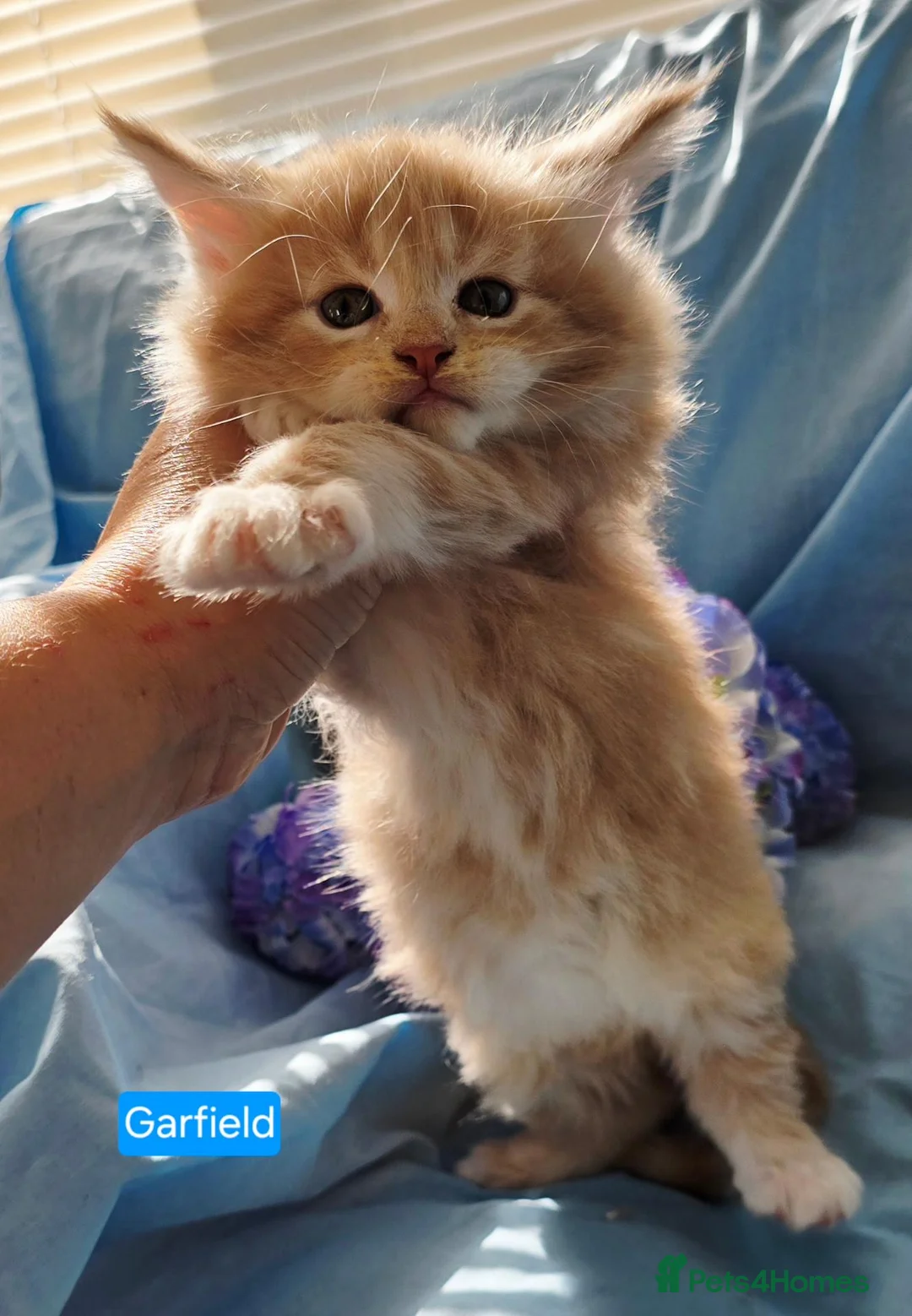 Maine Coon cats for sale: Pure maincoons ready 17/10/26 in Market Drayton - Advert 40