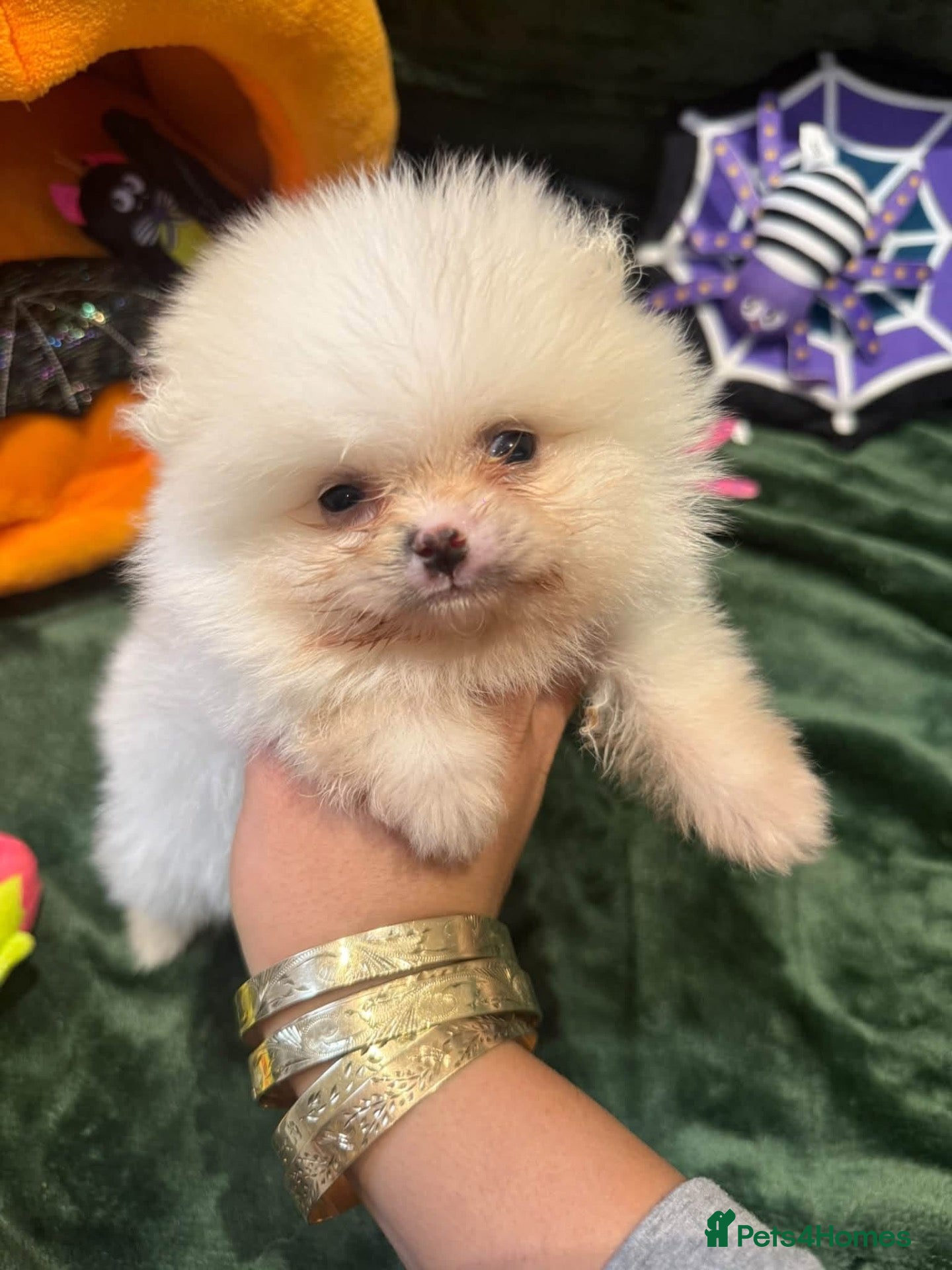 Pomeranian dogs  Beautiful White Teddy Bear Pomeranian Puppies 🤍 - Advert 3