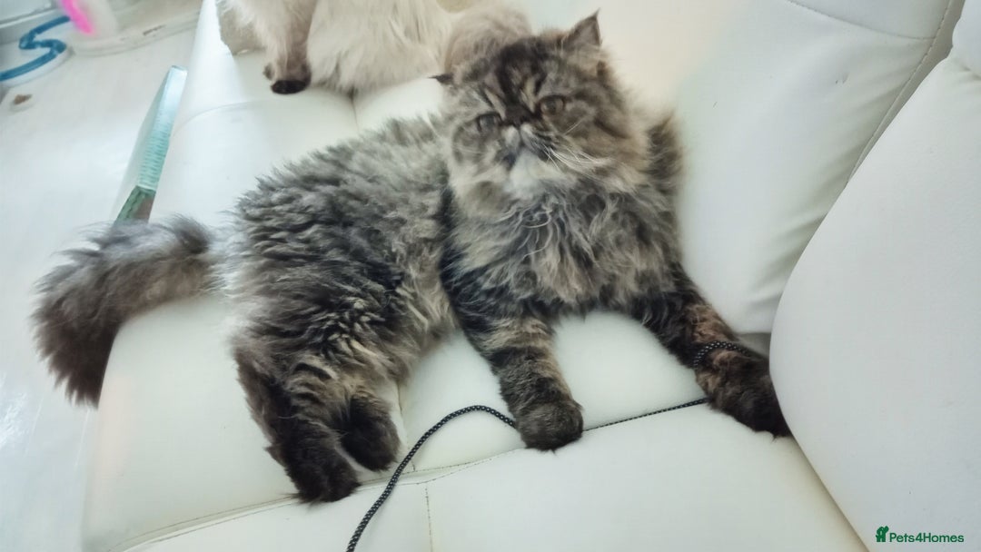 Persian cats for sale: Lovely boy rehoming  - Image 4