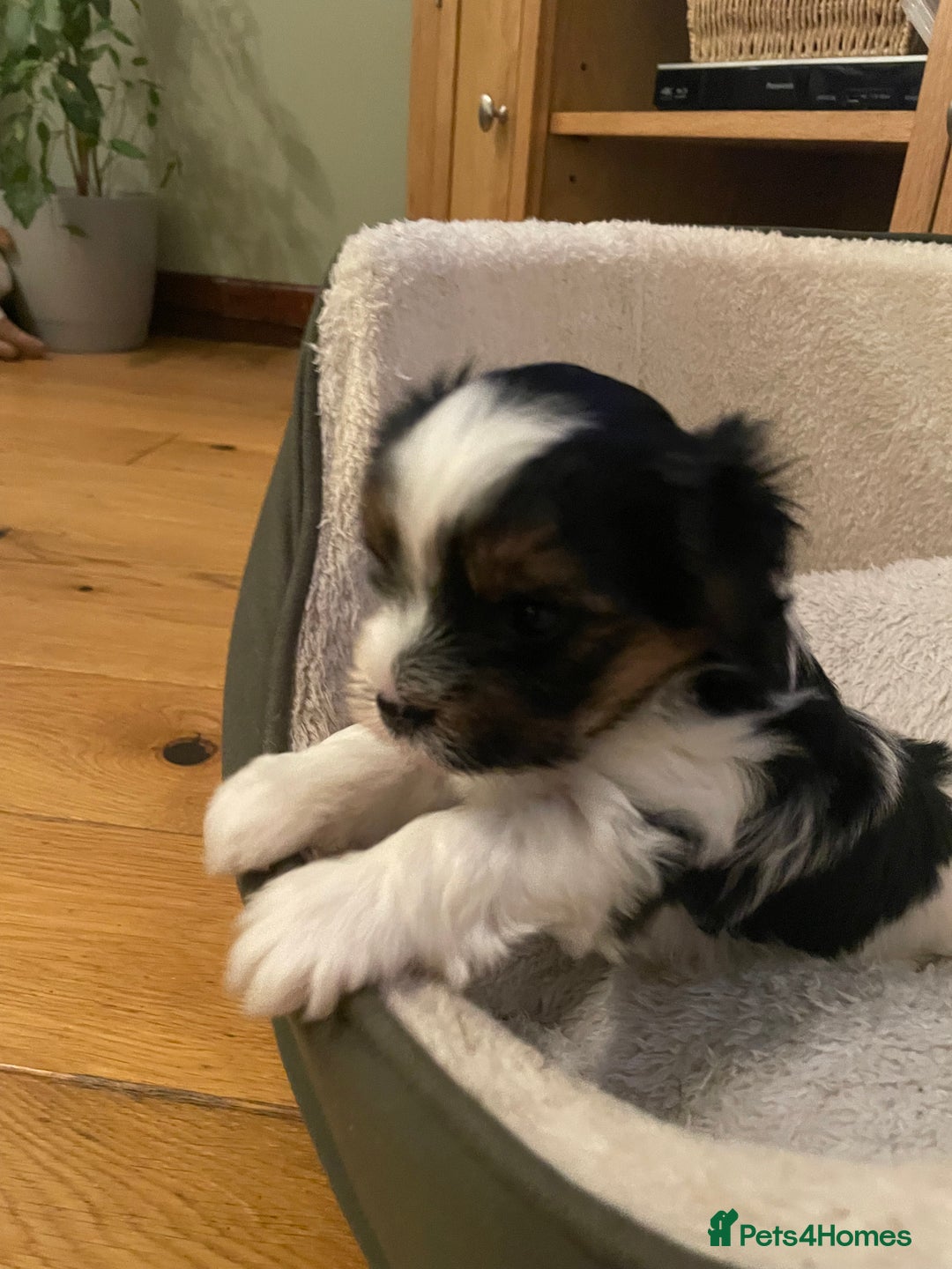 Biewer Terrier dogs for sale: Biewer Terrier Puppies - Advert 30