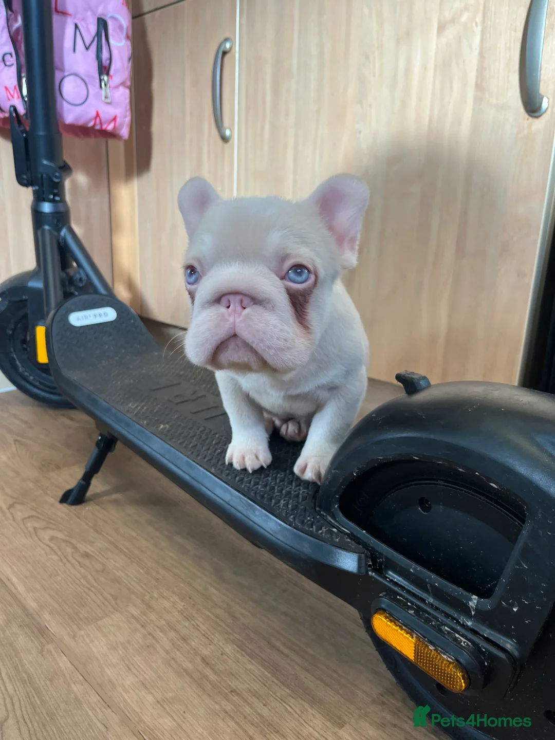 French Bulldog dogs for sale: French bulldog full pink, blue tan pink carrier  - Advert 17