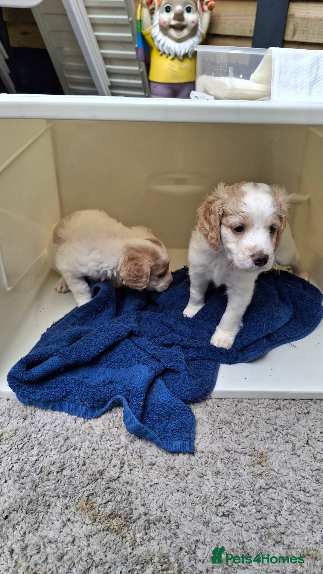 Cockapoo dogs for sale: Mr cassidy - Image 39