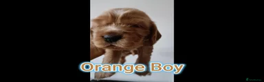 Cocker Spaniel Orange Boy