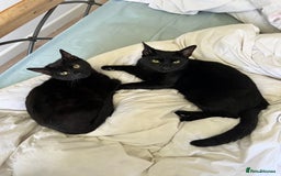 Domestic Shorthair cats for sale: Looking for a new home for our 2 wonderful cats. - Image 2