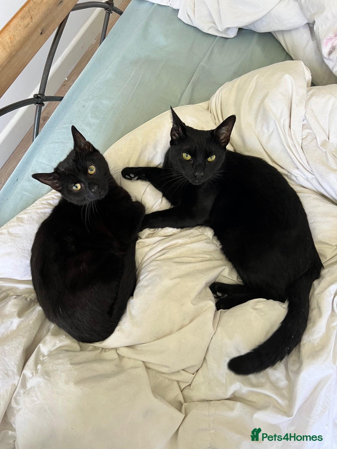 Domestic Shorthair cats for sale: Looking for a new home for our 2 wonderful cats. - Image 2