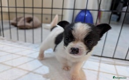 Jack Russell dogs for sale: Gorgeous miniature Jack Russell puppies  - Image 10