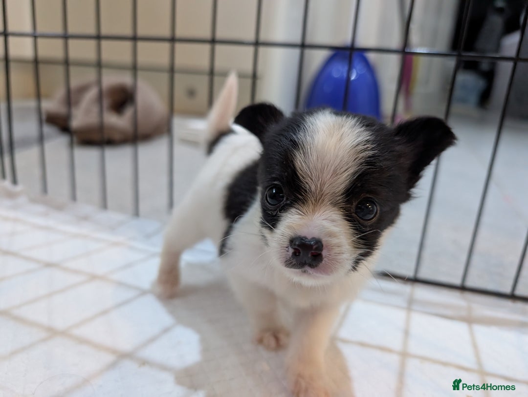 Jack Russell dogs for sale: Gorgeous miniature Jack Russell puppies  - Image 10