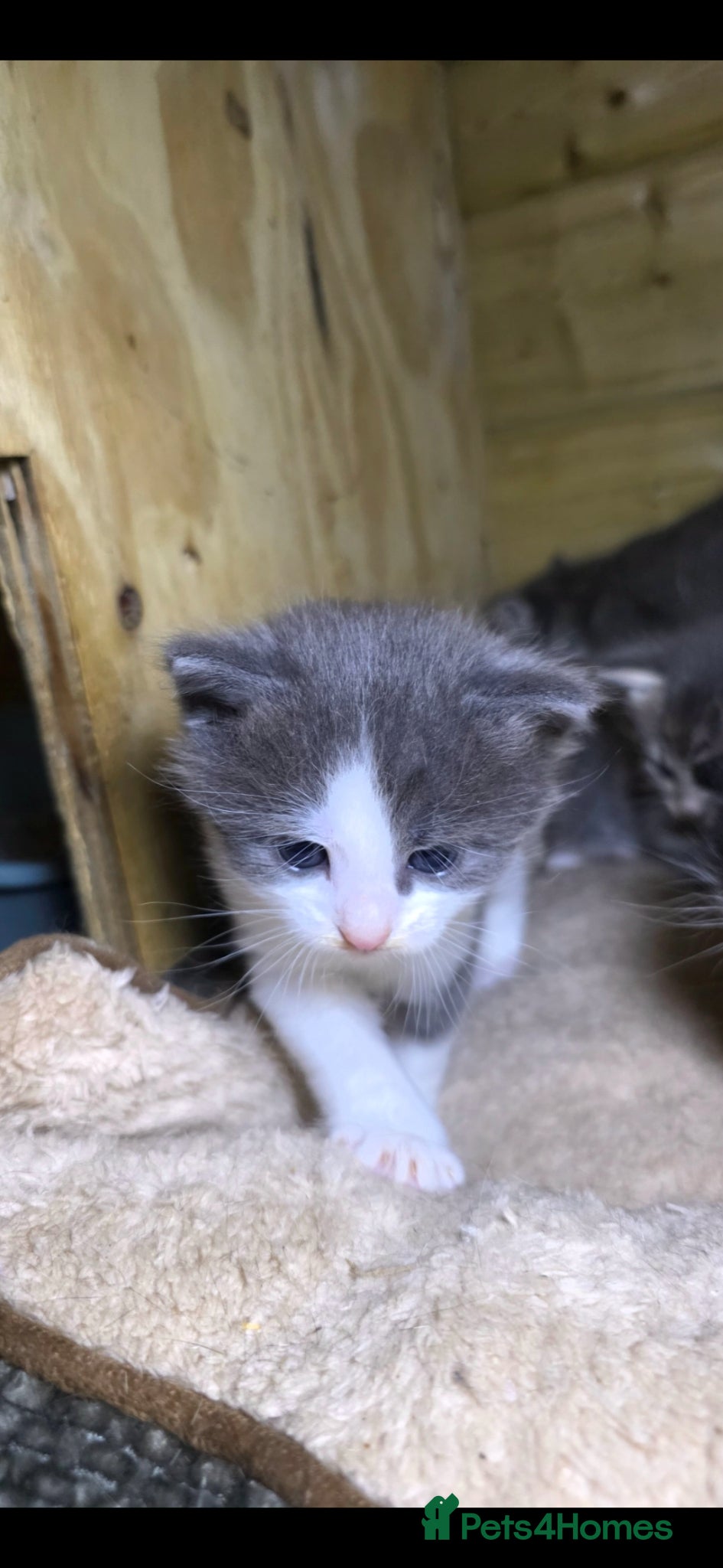 Mixed Breed cats for sale: Tabby farm kittens  - Advert 7