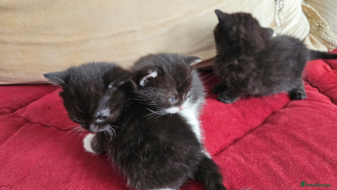 Bombay cats for sale: 3 lovely kitten 😸  - Image 6