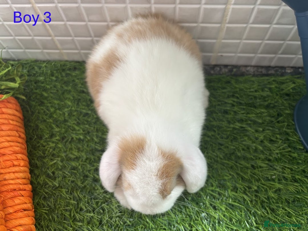 Mini Lop rabbits for sale: Mini lop baby bunnies - Ready now! - Image 14