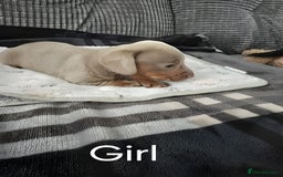 Miniature Dachshund dogs for sale: Beautiful Miniature Dachshunds for Sale - Image 2