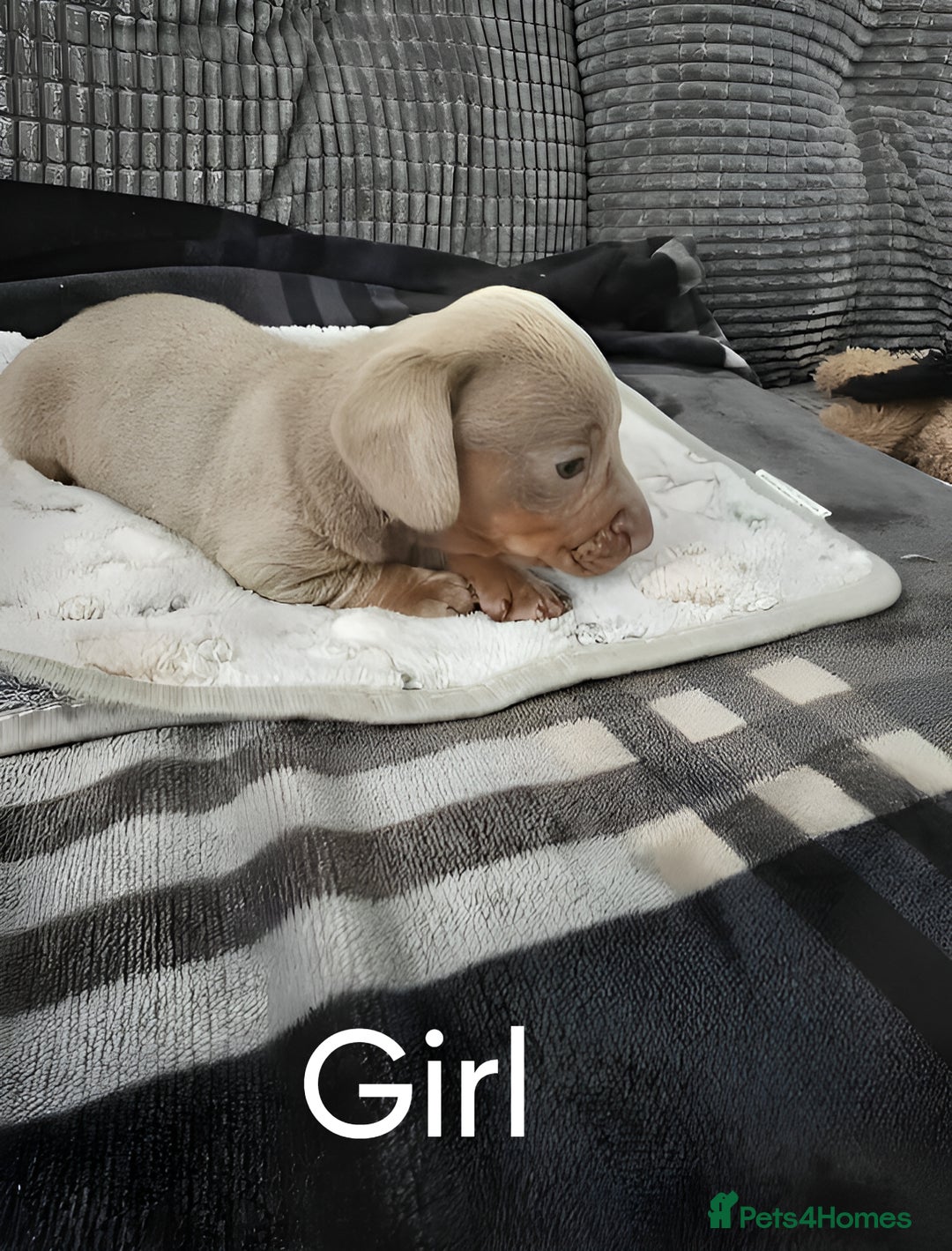 Miniature Dachshund dogs for sale: Beautiful Miniature Dachshunds for Sale - Image 2