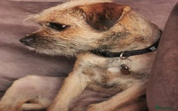 Border Terrier dogs for sale: Border terrier bitch 10 month  - Image 2