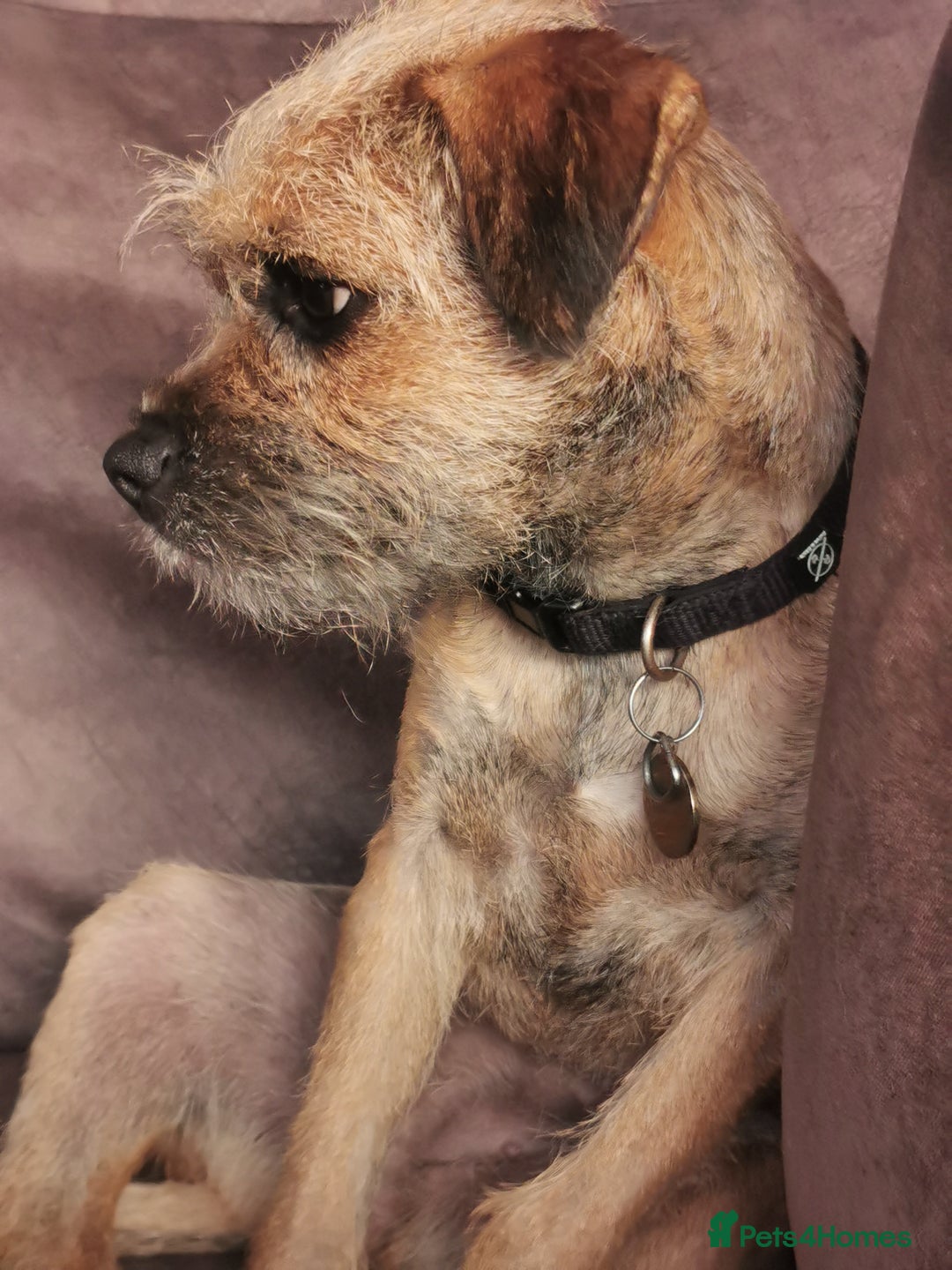 Border Terrier dogs for sale: Border terrier bitch 10 month  - Image 2