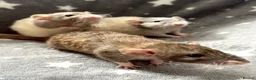 Rat rodents for sale: Baby Dumbo Rats Fancy Rats Male  - Advert 9