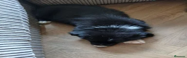 Border Collie 2