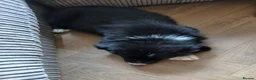 Border Collie dogs for sale: Beautiful fluffy collies - Advert 7