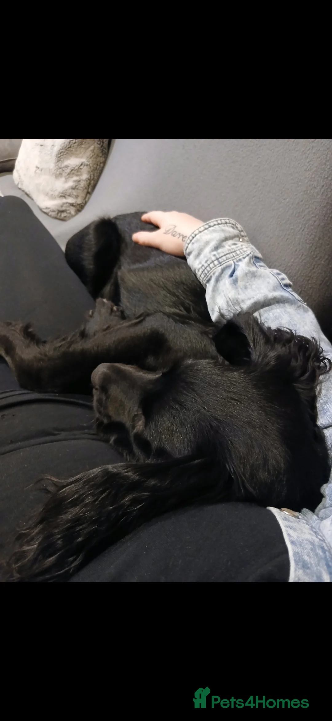 Mixed Breed dogs for sale: 9 Month Old Springador. Looking for a new home - Advert 6