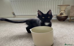Maine Coon cats for sale: Reduced due to holiday! GCCF Reg Maine Coons - Image 7