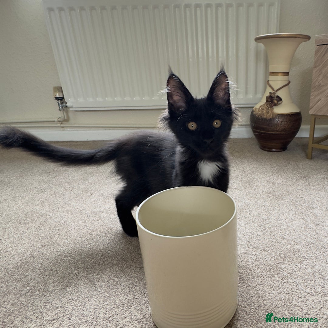 Maine Coon cats for sale: Reduced due to holiday! GCCF Reg Maine Coons - Image 7