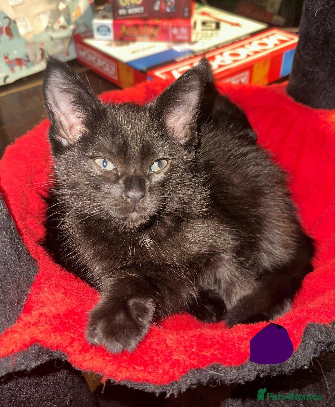 Maine Coon cats for sale: Maine Coon Kittens  - Advert 9