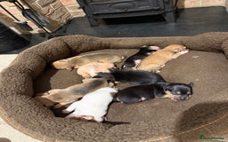 Jack Russell dogs for sale: Mini Jack Russell Terrier puppies  - Advert 10