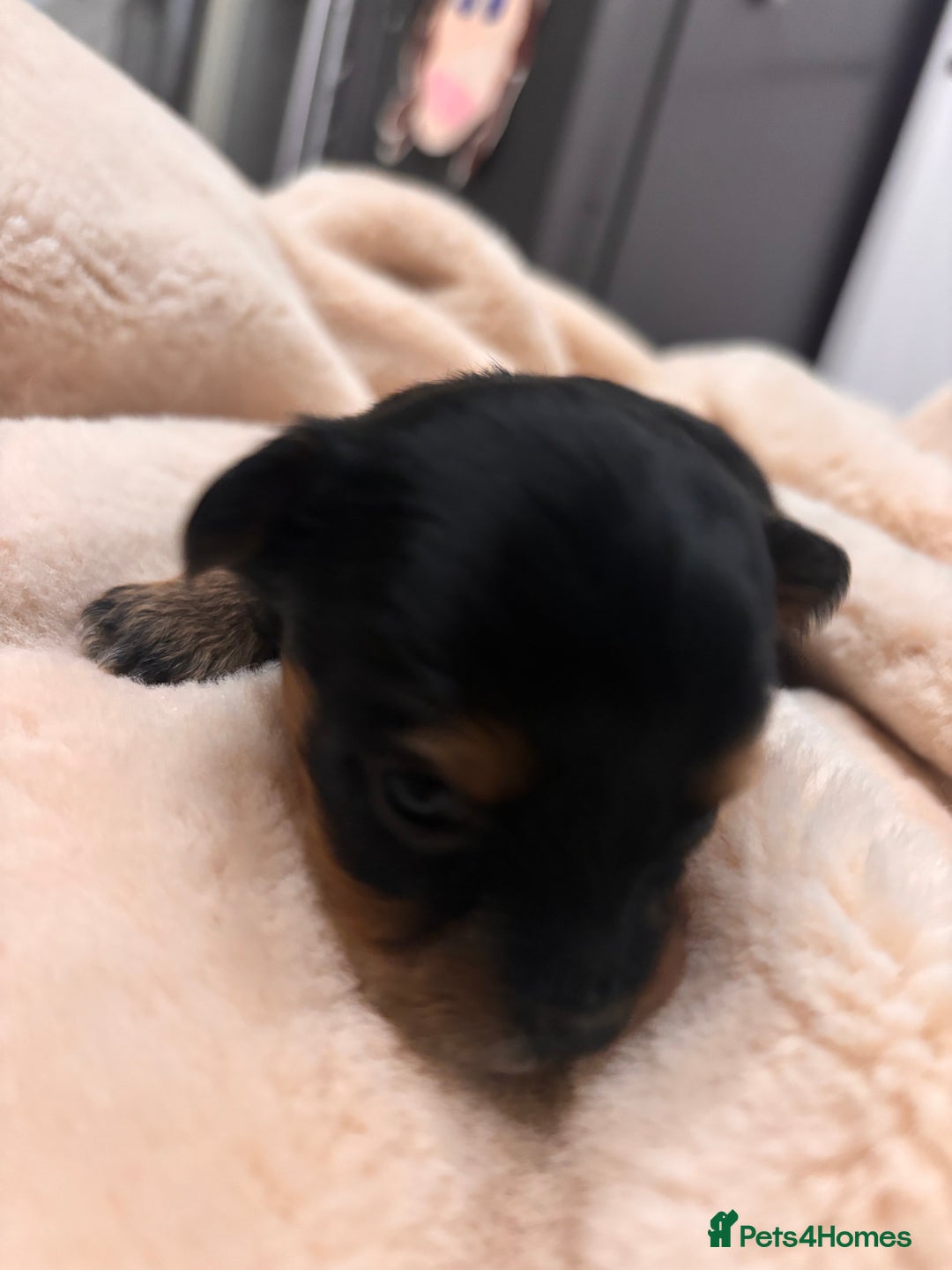 Mixed Breed dogs for sale: Jackawawa - Image 31