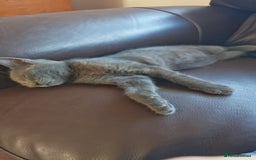 British Shorthair cats for sale: British Shorthair x - Image 6