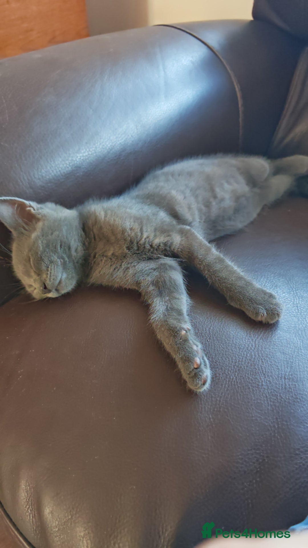 British Shorthair cats for sale: British Shorthair x - Image 6