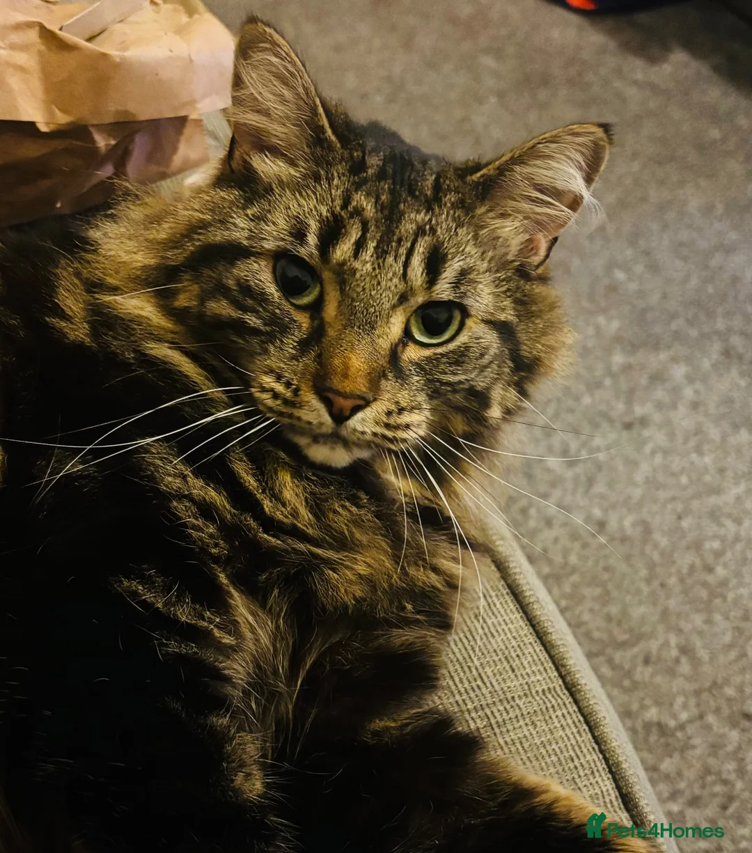 Mixed Breed cats for sale: Adorable Adult Female for Adoption  - Advert 5