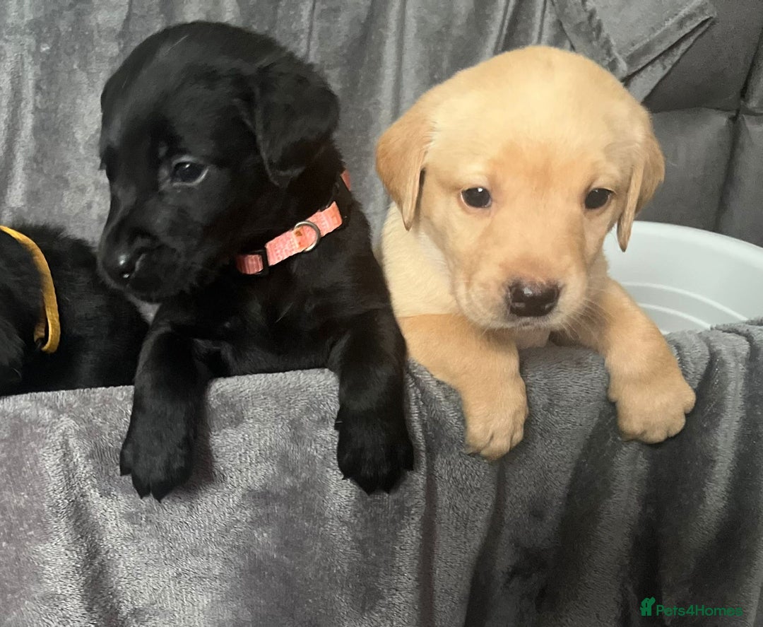 Labrador Retriever dogs for sale: Beautiful KC registered Labrador puppies - Image 17