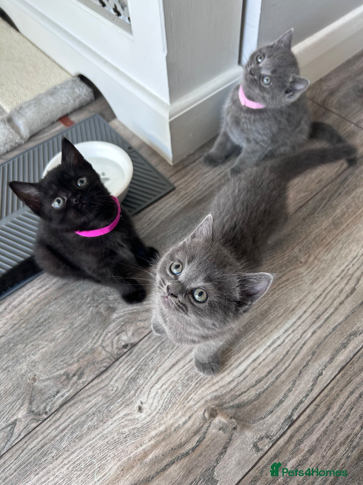 British Shorthair cats for sale: 5 British shorthair kittens  - Advert 16