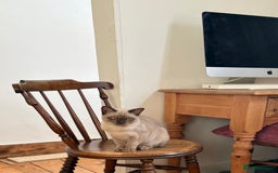 Burmese cats for sale: Chocolate boy  - Image 5