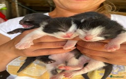 Domestic Shorthair cats for sale: Cute little domestic kittens  - Image 10