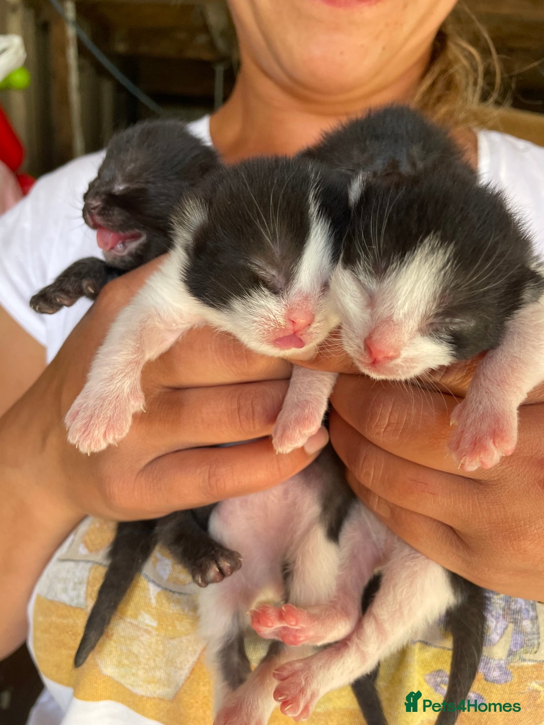 Domestic Shorthair cats for sale: Cute little domestic kittens  - Image 10