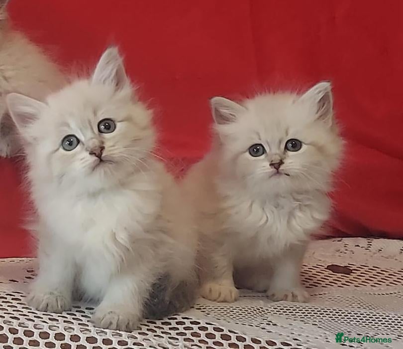 Siberian cats GCCF Registered Siberian Kitten For Sale  - Advert 2