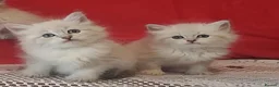 Siberian cats for sale: GCCF Registered Siberian Kitten For Sale  - Advert 1